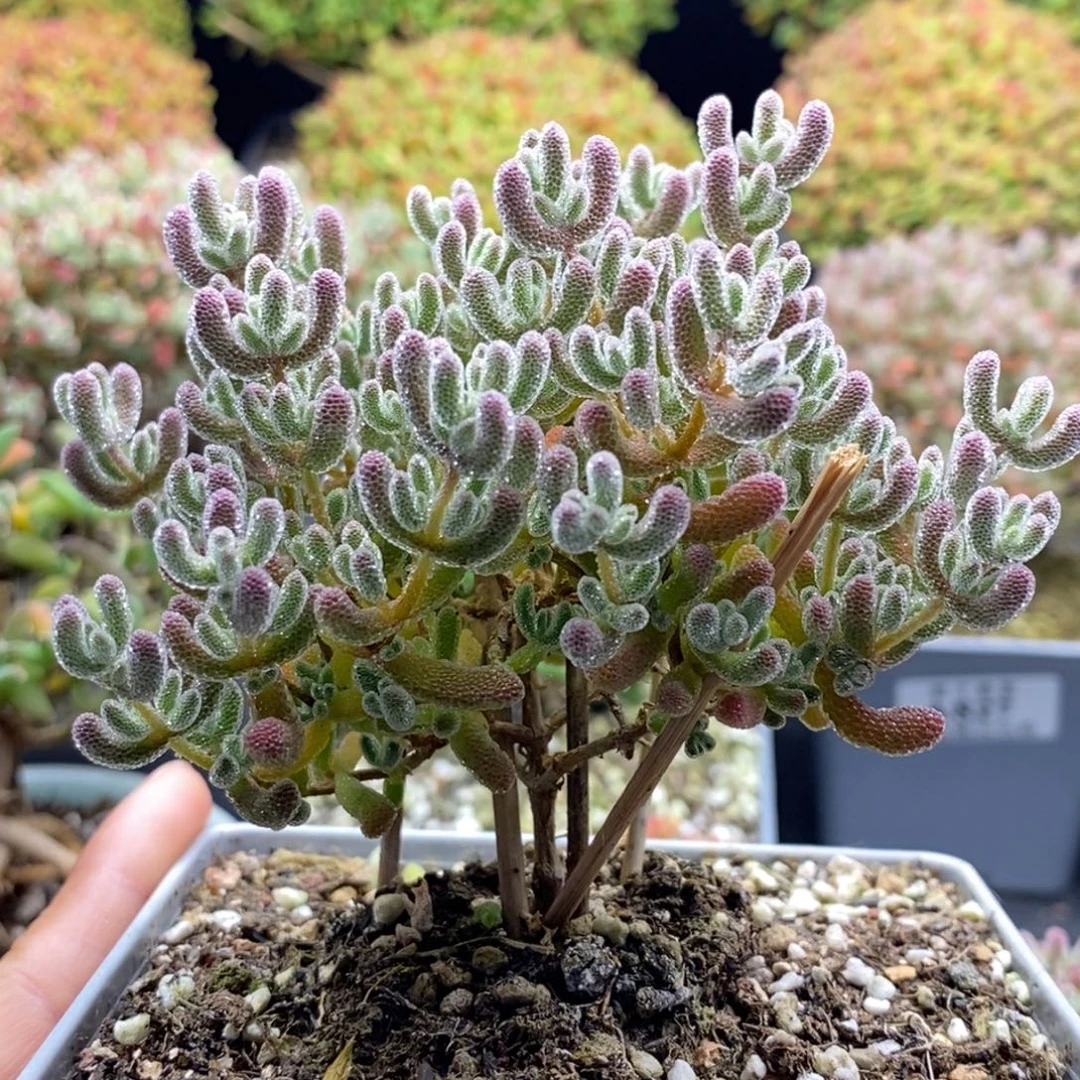 阿***钊812冰晶 。