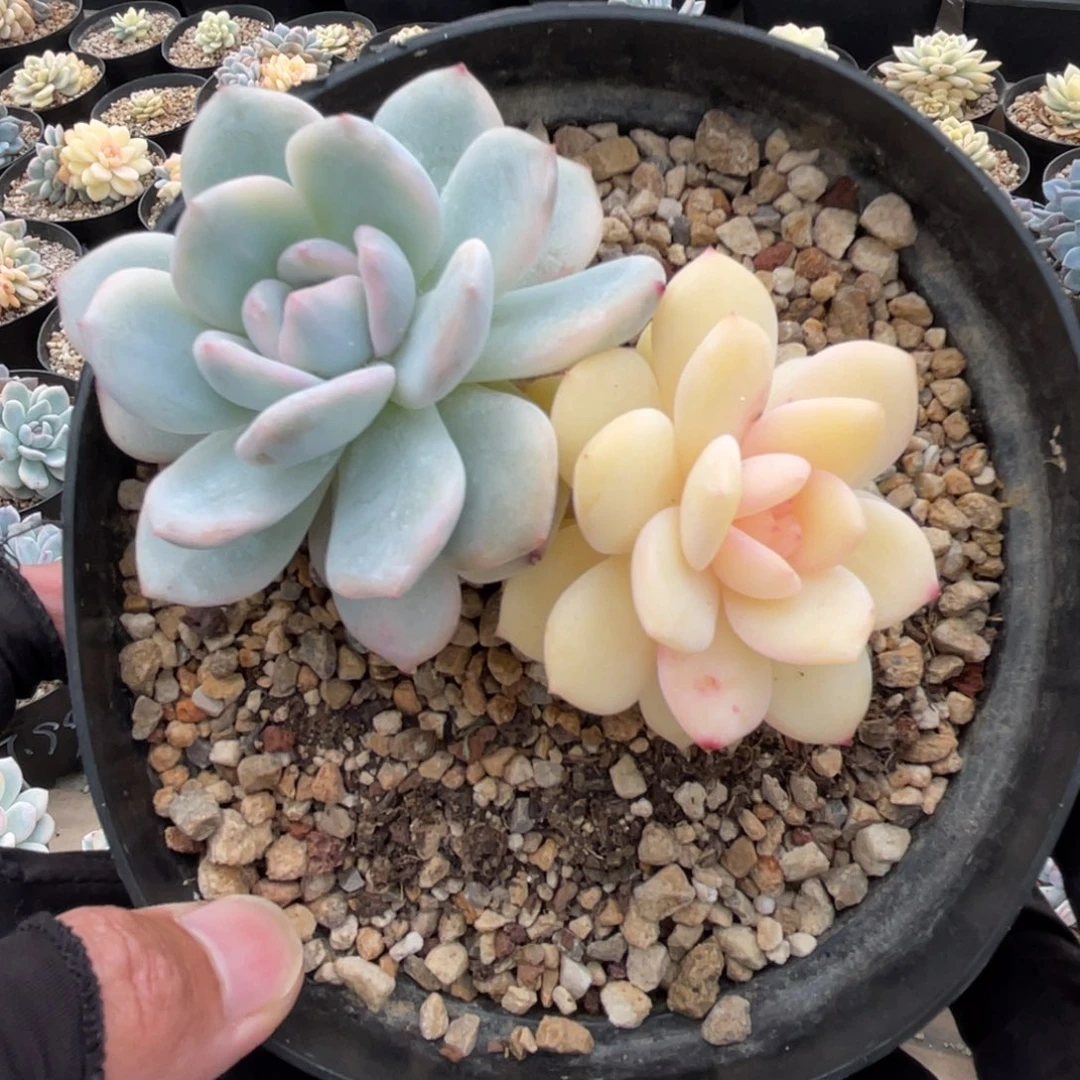 16cm盆 橙子锦一物一拍
