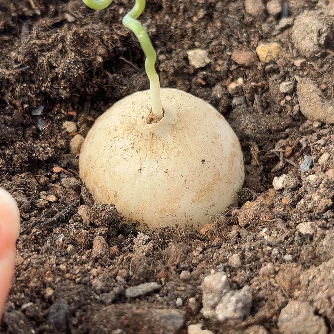 汤圆植物鹿角仓角殿