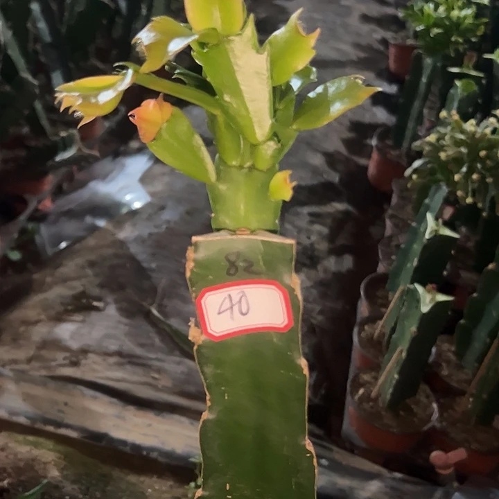 开***乐，40号带盆082花卉大王