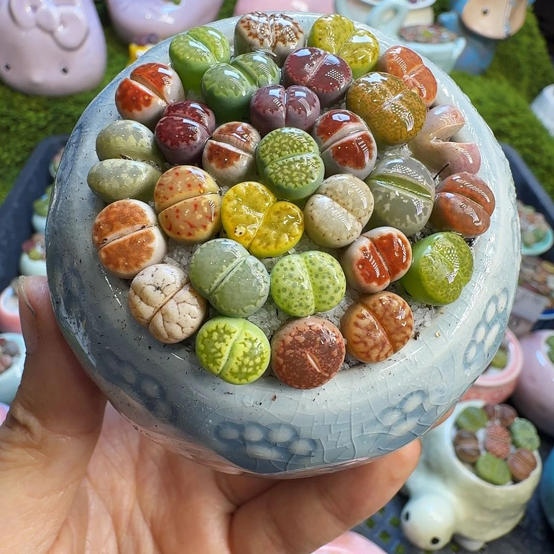 多肉植物开播福利冲581