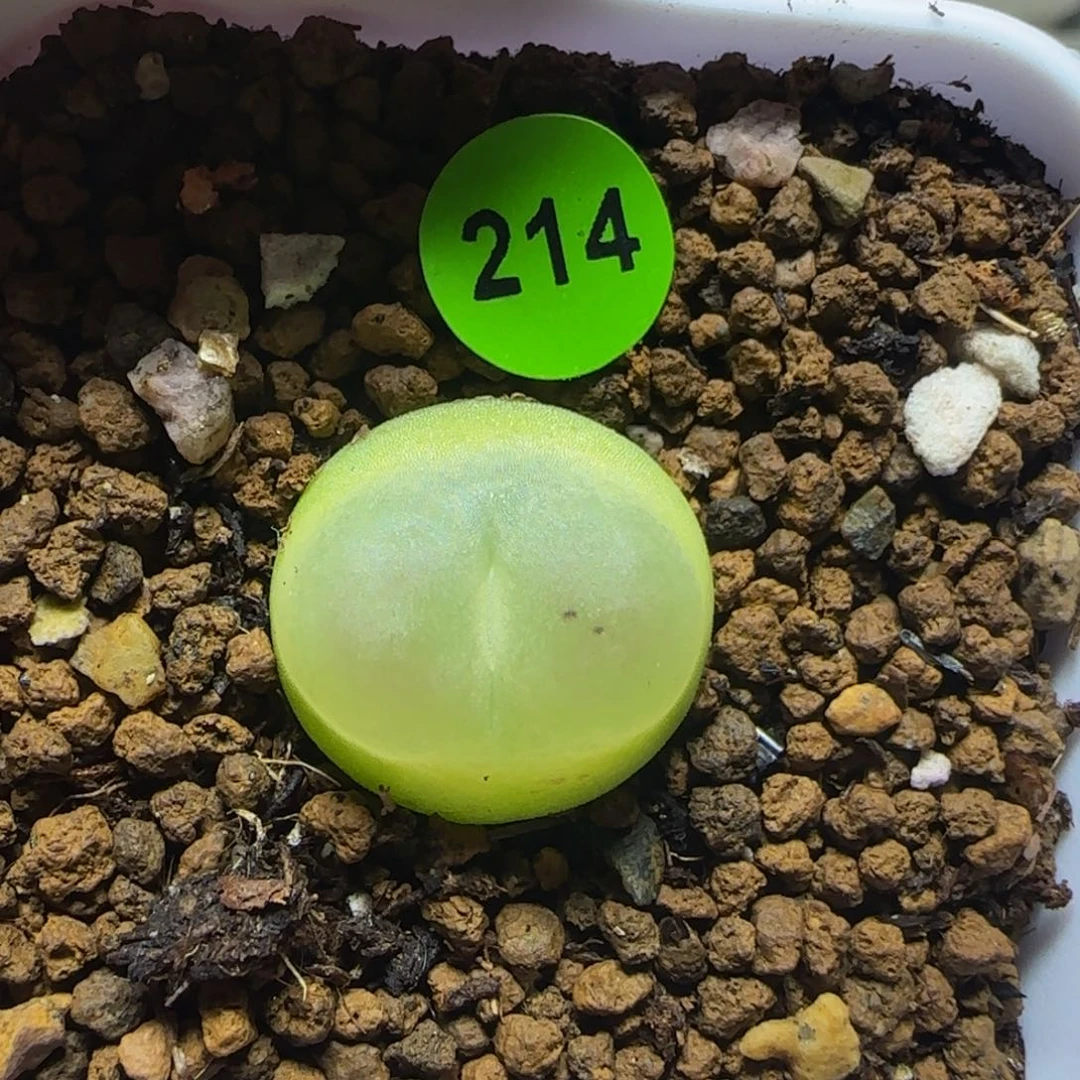 拉登1.6+多肉植物214
