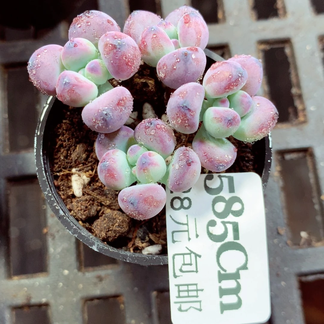 5厘米盆精控多肉585