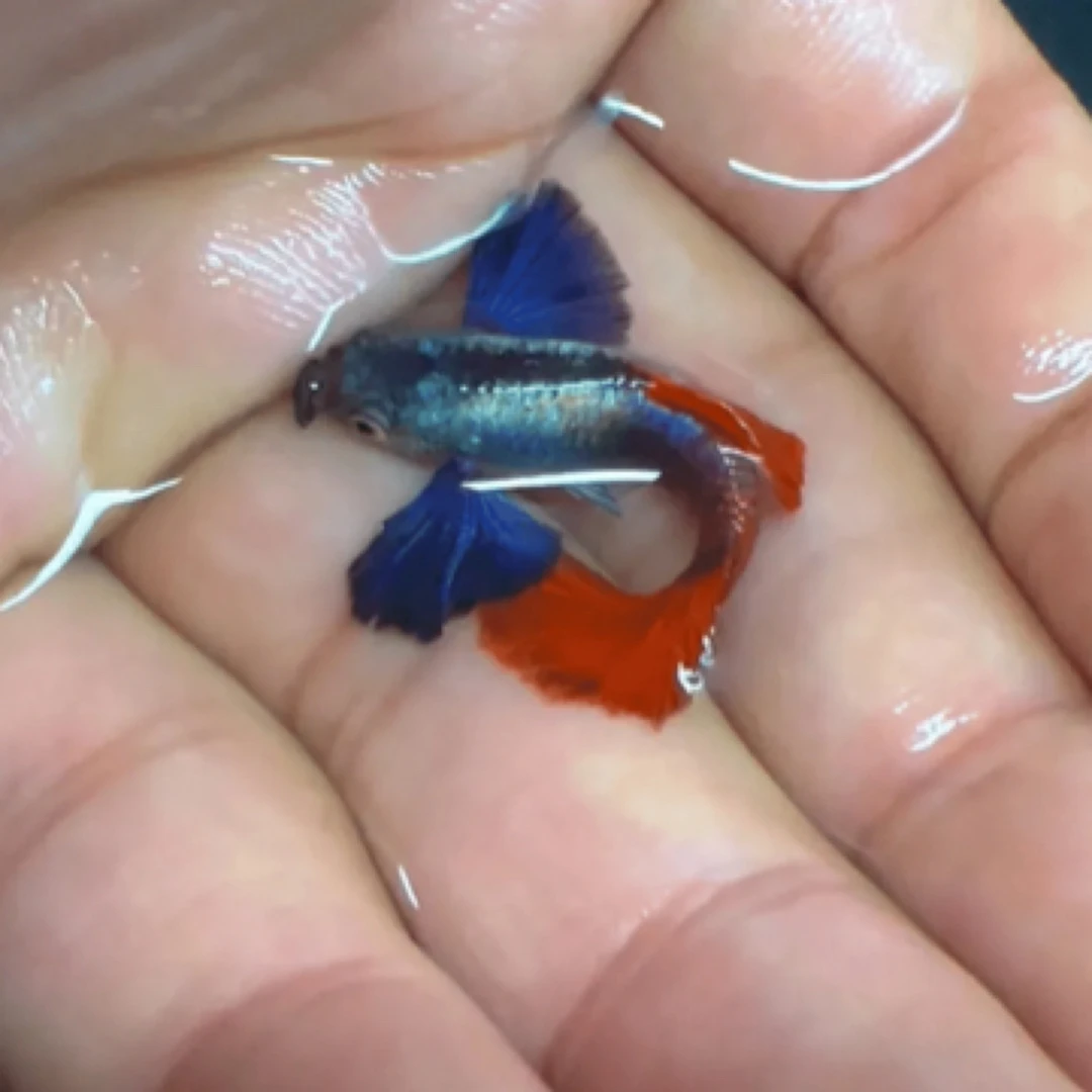 白金象耳孔雀鱼泰系越系纯种孔雀鱼活体发货包邮包损生小鱼