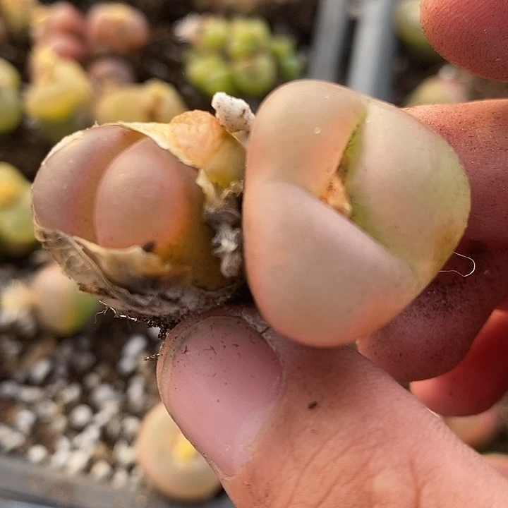 5113一颗变异。