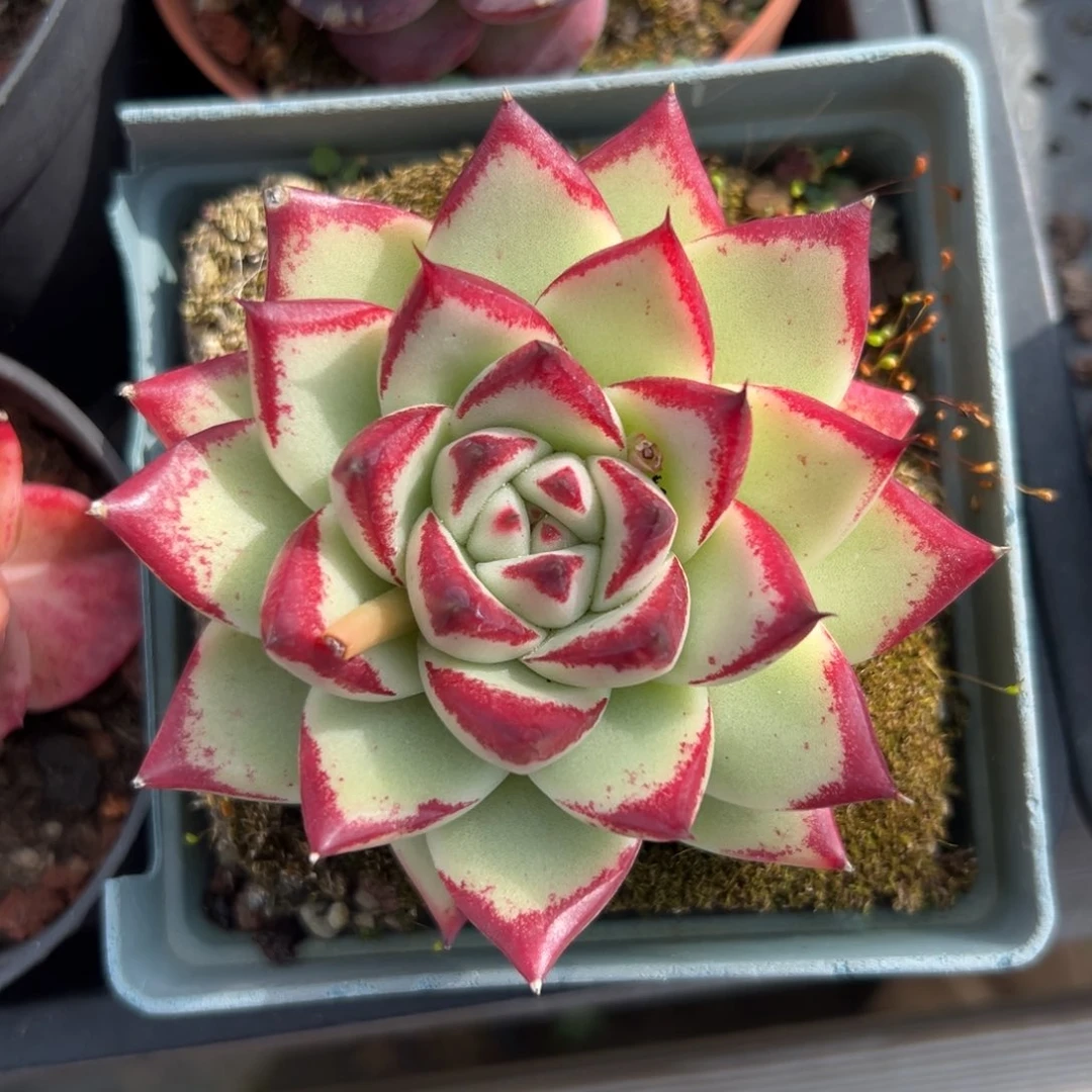 乌木精控多肉一物一拍