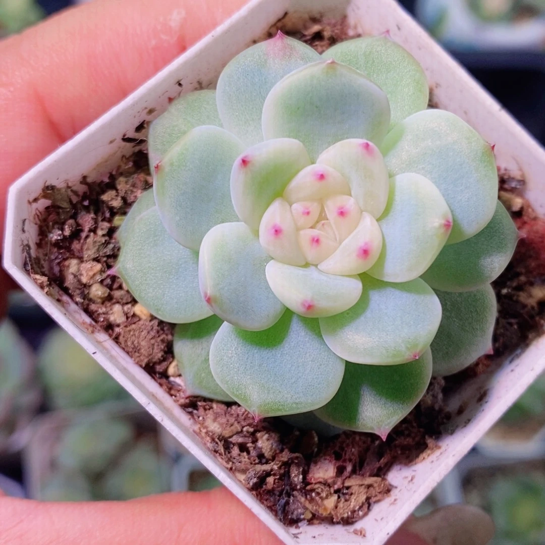 寒绯多肉植物链接