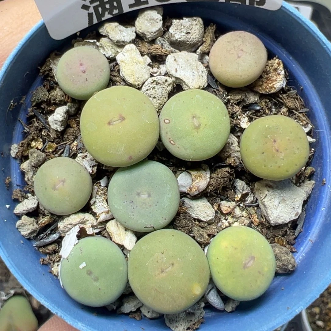 【闪购商品】825……