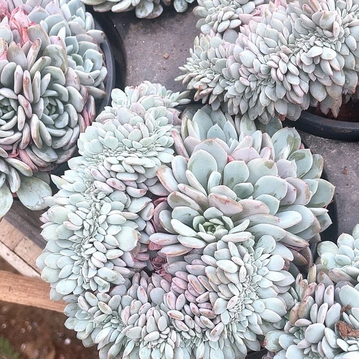 海棠花缀化45一盆697979797997