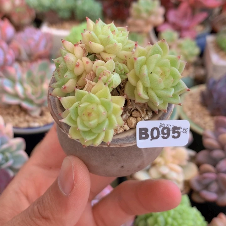 一物一拍含盆土满38包邮B095