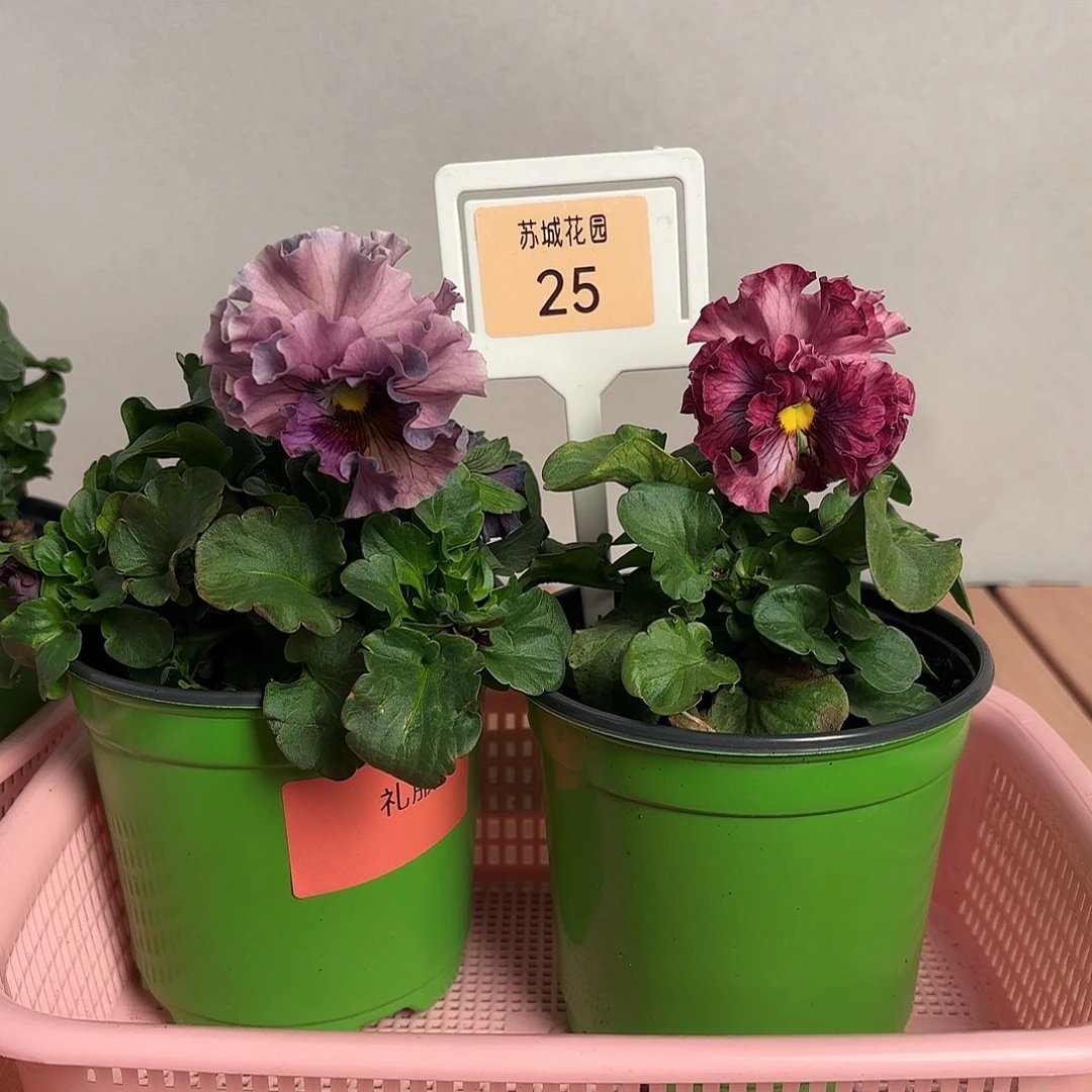 大部分开放少量花苞25