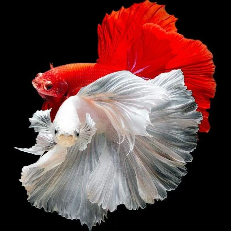 SSS级 斗鱼小型热带观赏鱼纯白半月婚纱鱼好养耐活小宠物