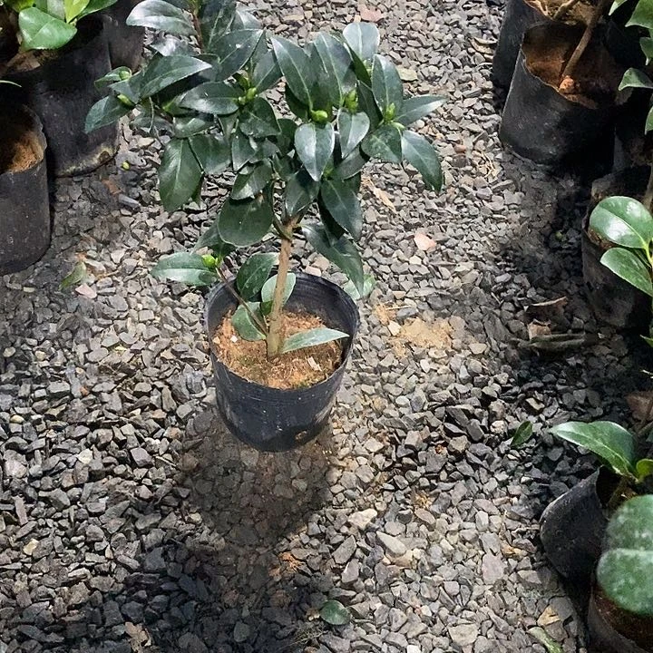 志愿者 十八学士换志愿者补差价