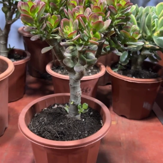 2210摇钱树脱土发货