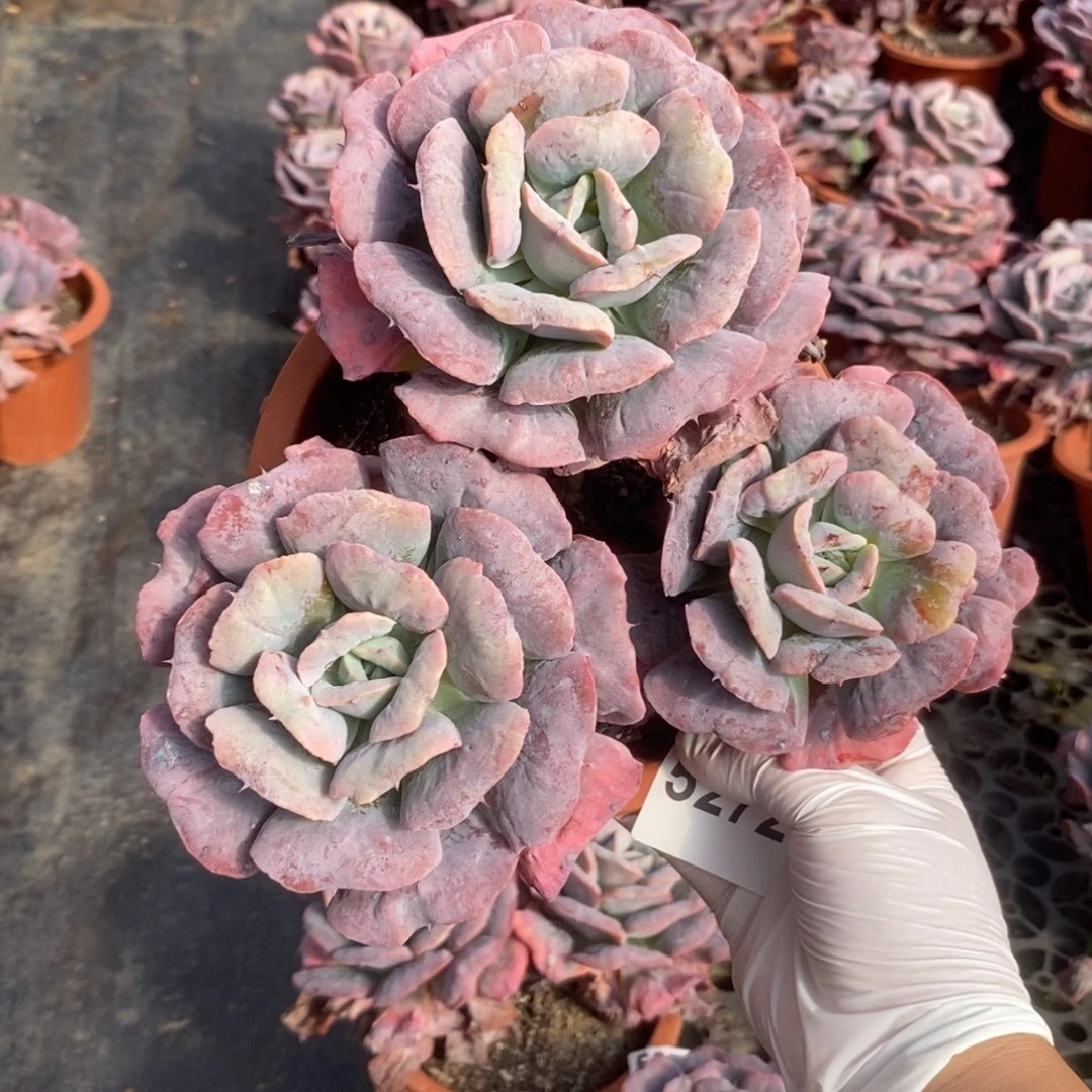 5272心之悦一物一拍