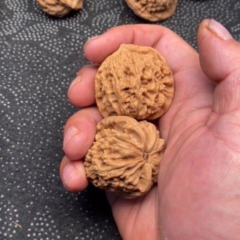 文玩核桃把件水龙5.5