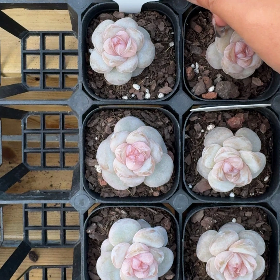 1214-072-蜜桃果汁一颗量拍