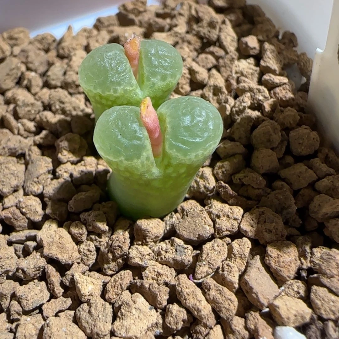 肉锥多肉植物组合-粉樱1314