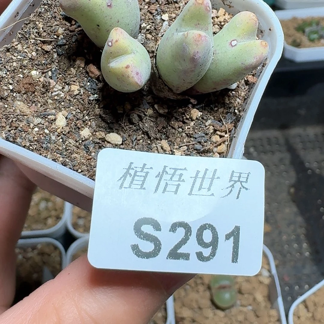 291号多肉植物哇c g