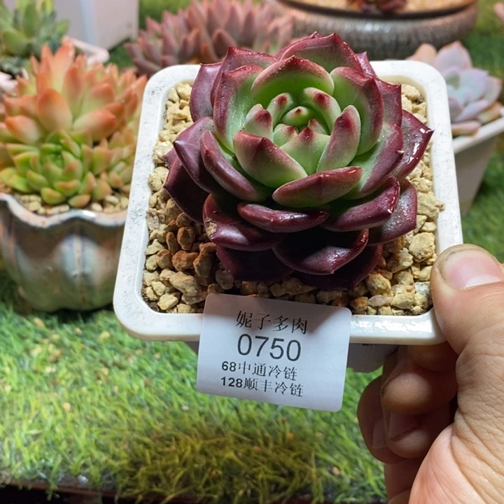 0750啊啊啊啊啊啊啊啊啊