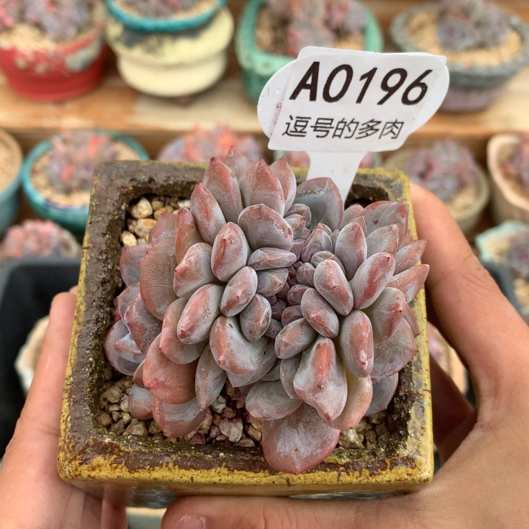 A0196 紫皮星影缀 有砍 8cm