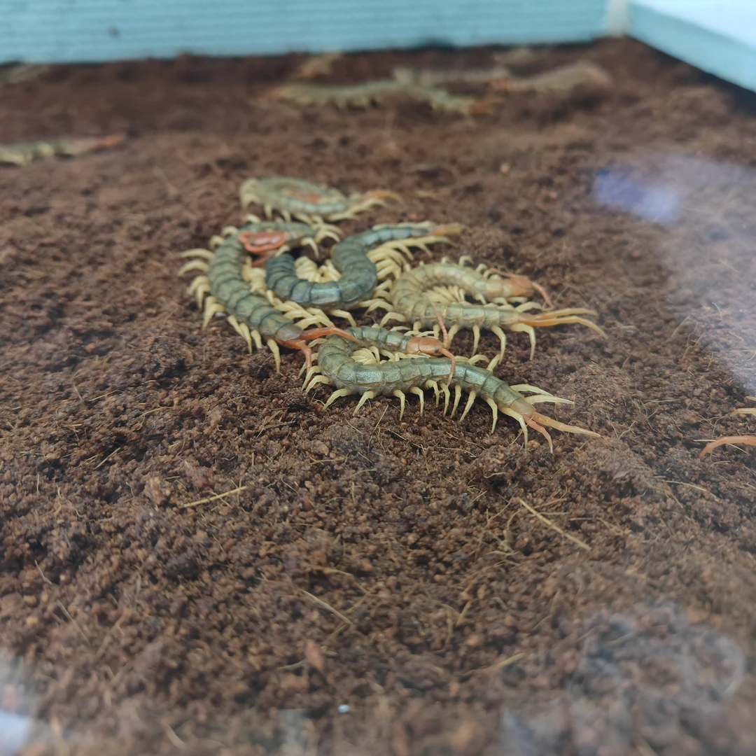 宠物蜈蚣变异白化蜈蚣爬宠