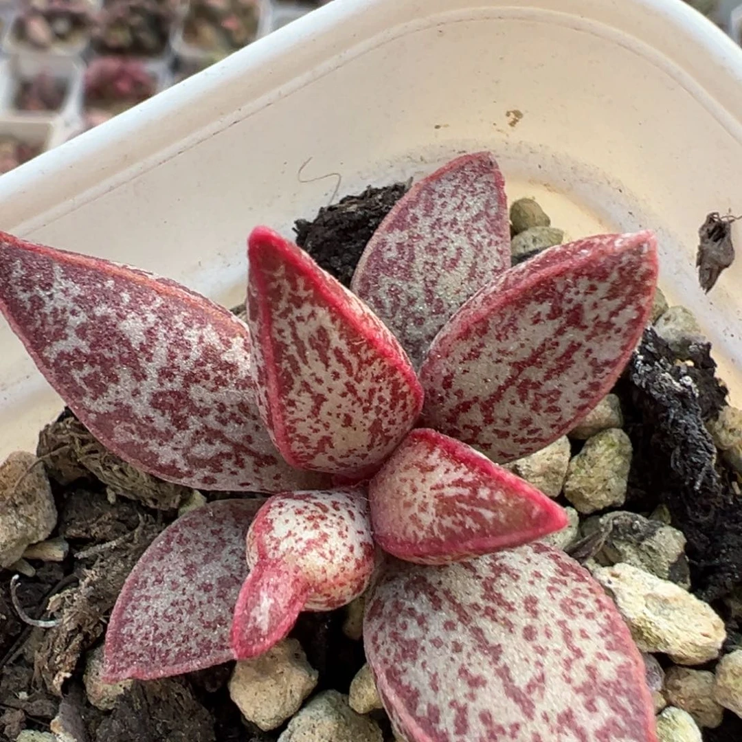 红太平单头花型斑点款多肉