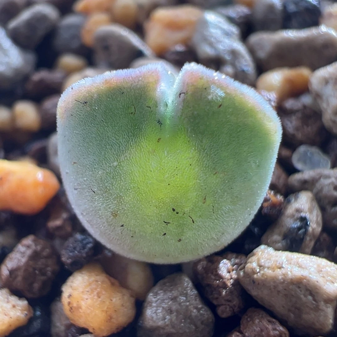 946/。青蛙1.5年大眼空蝉。 短耳大眼