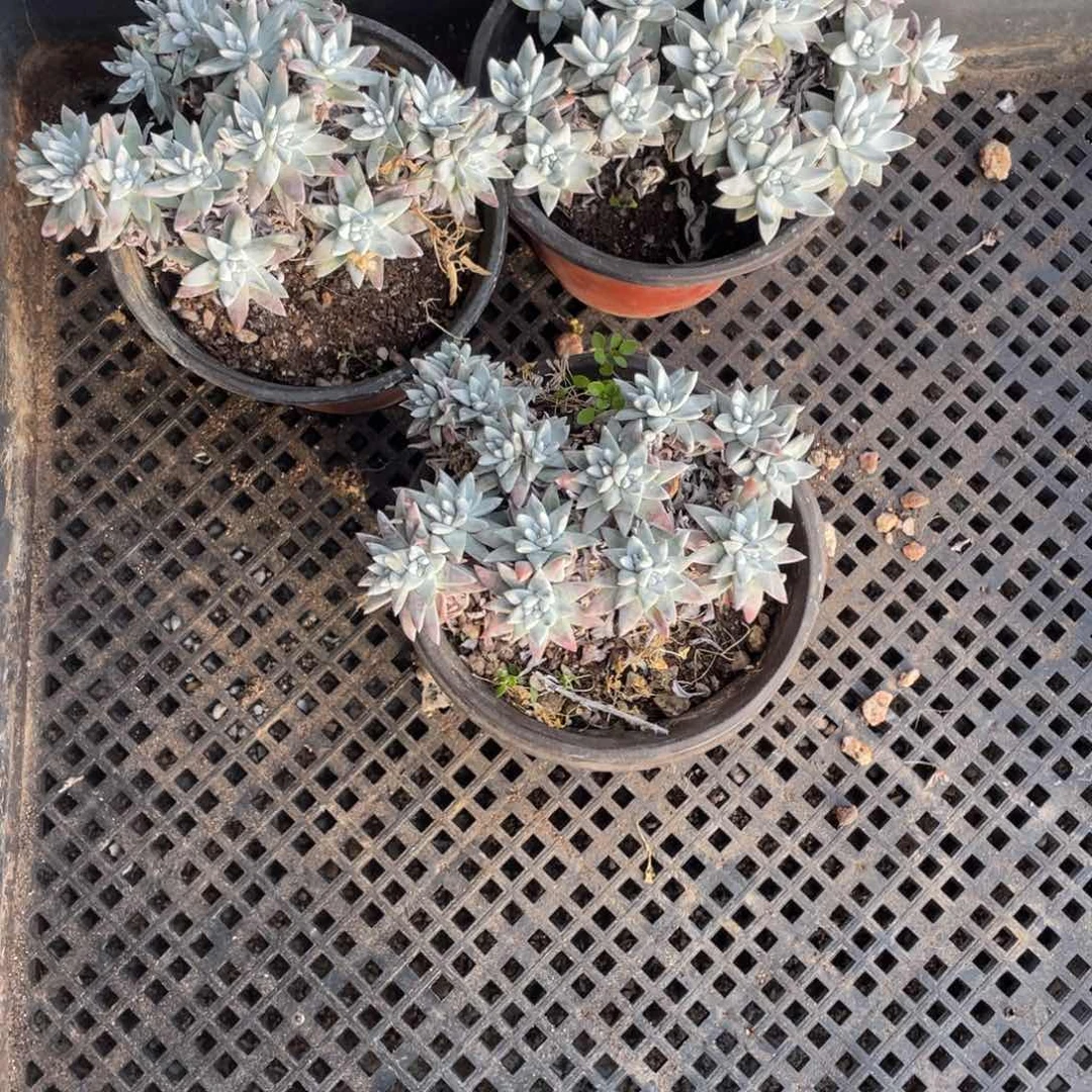 谭*白菊 3颗一物一拍