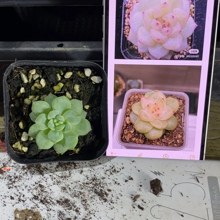 上盆寒绯一个多肉