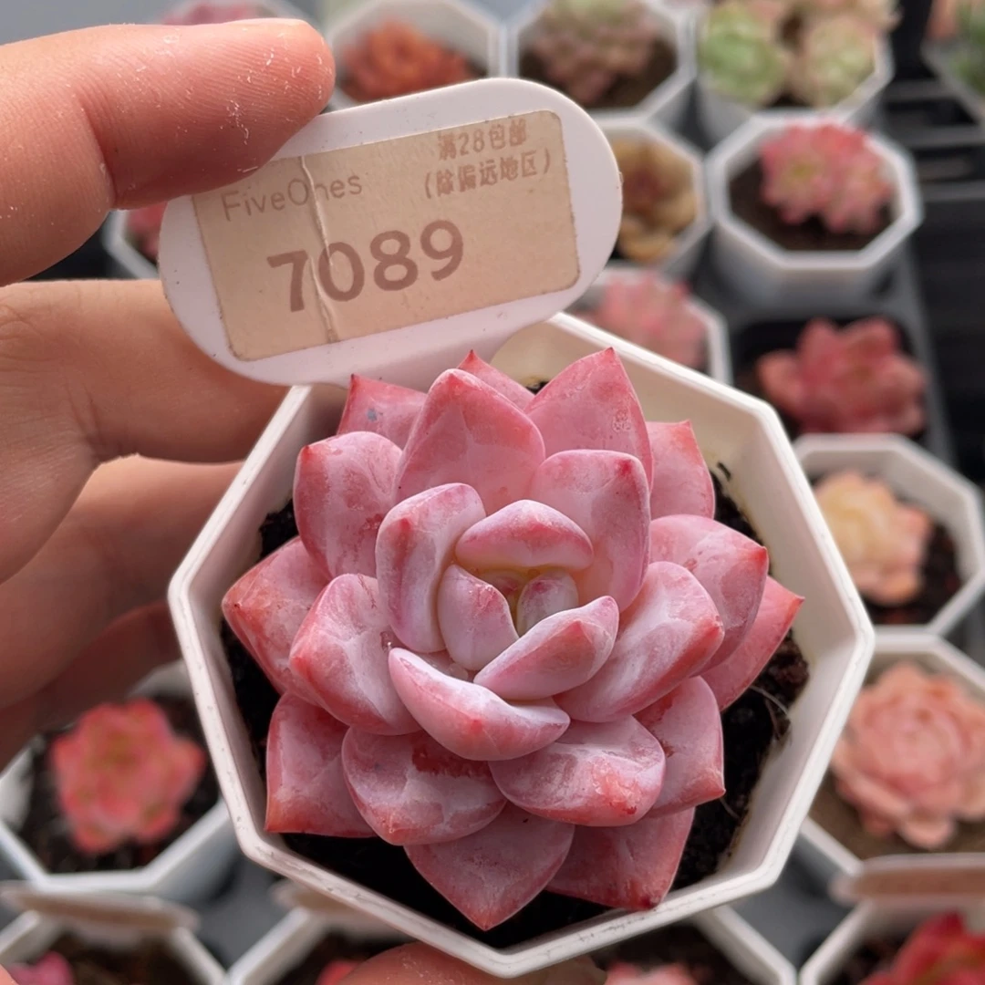 梦之蓝7089-5.5厘米