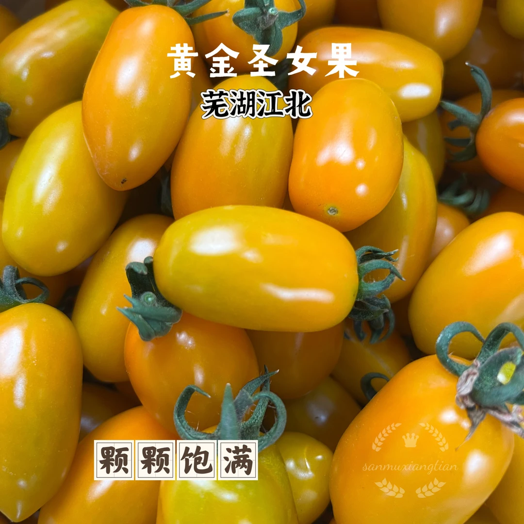 安徽农家黄金圣女果小番茄现摘自然酸甜黄皮西红柿水果番茄直发