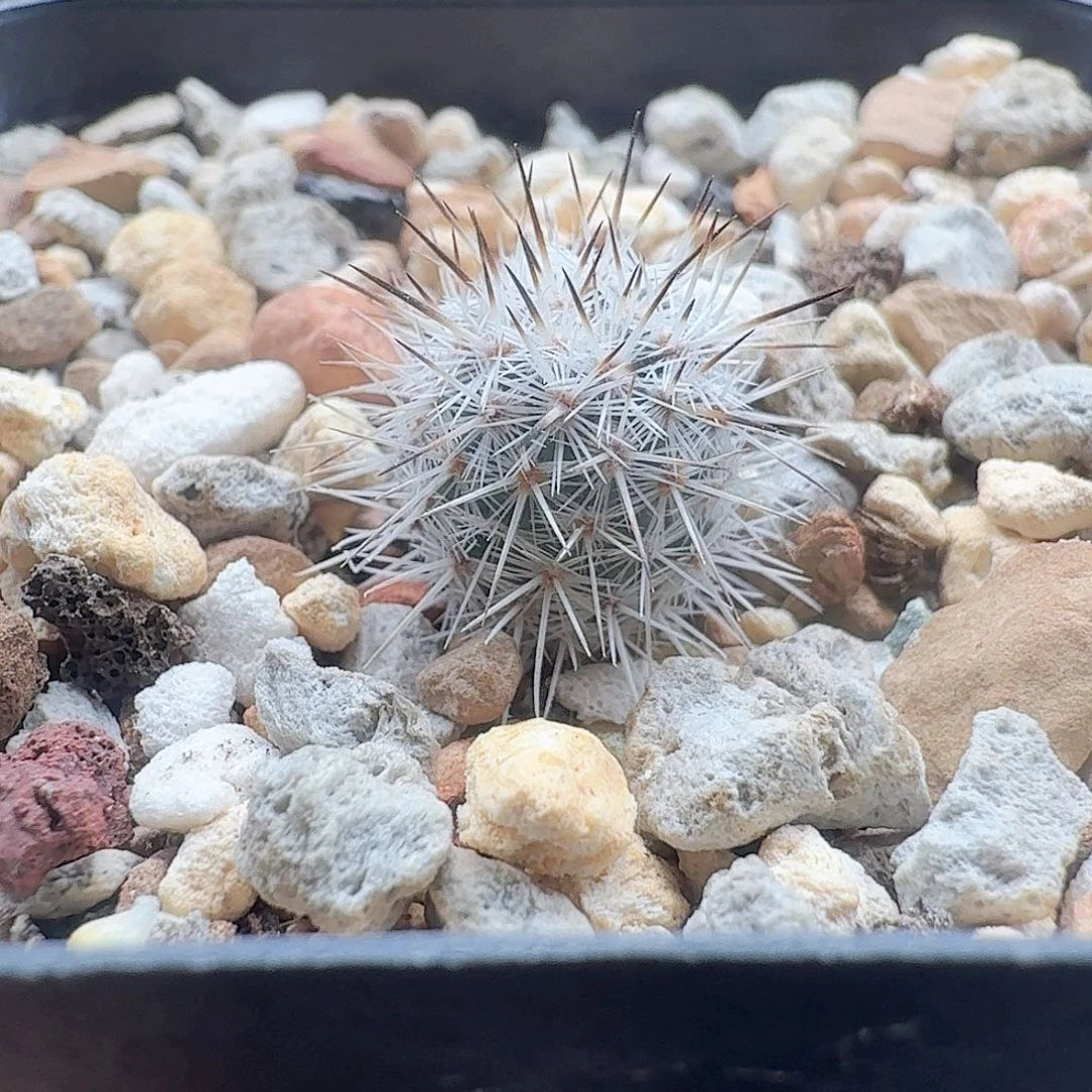 实生巨费雷克尺寸1.3