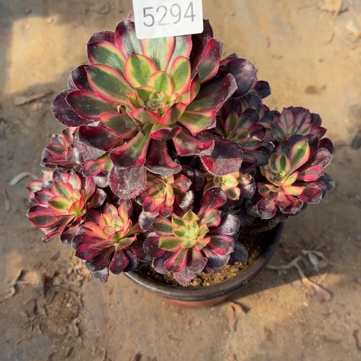 香奈儿多肉根不大5294