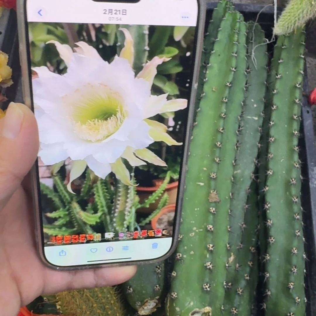 黑刺无根侧牙25公分左右斑，20包邮