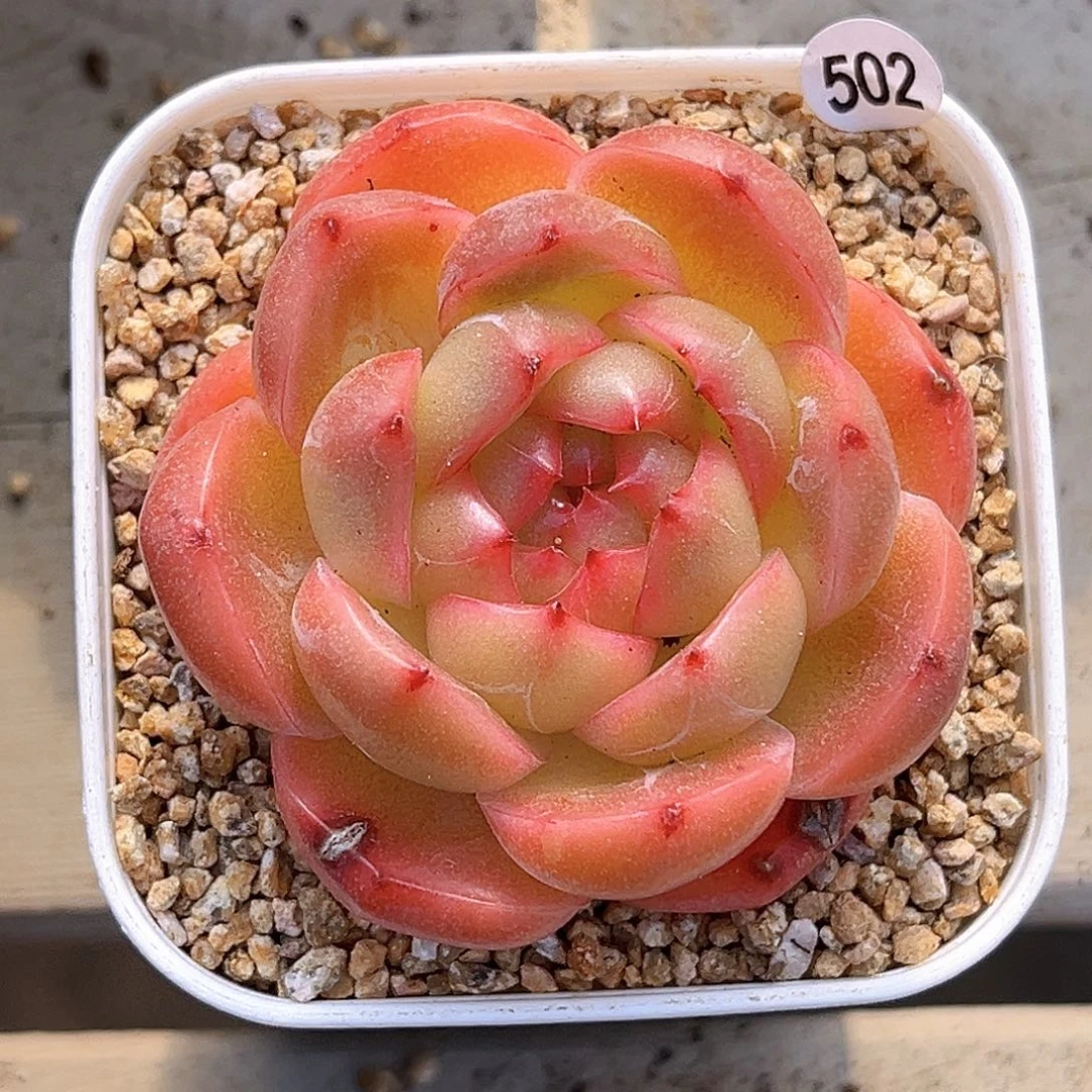 502  新品珍妮满18包邮