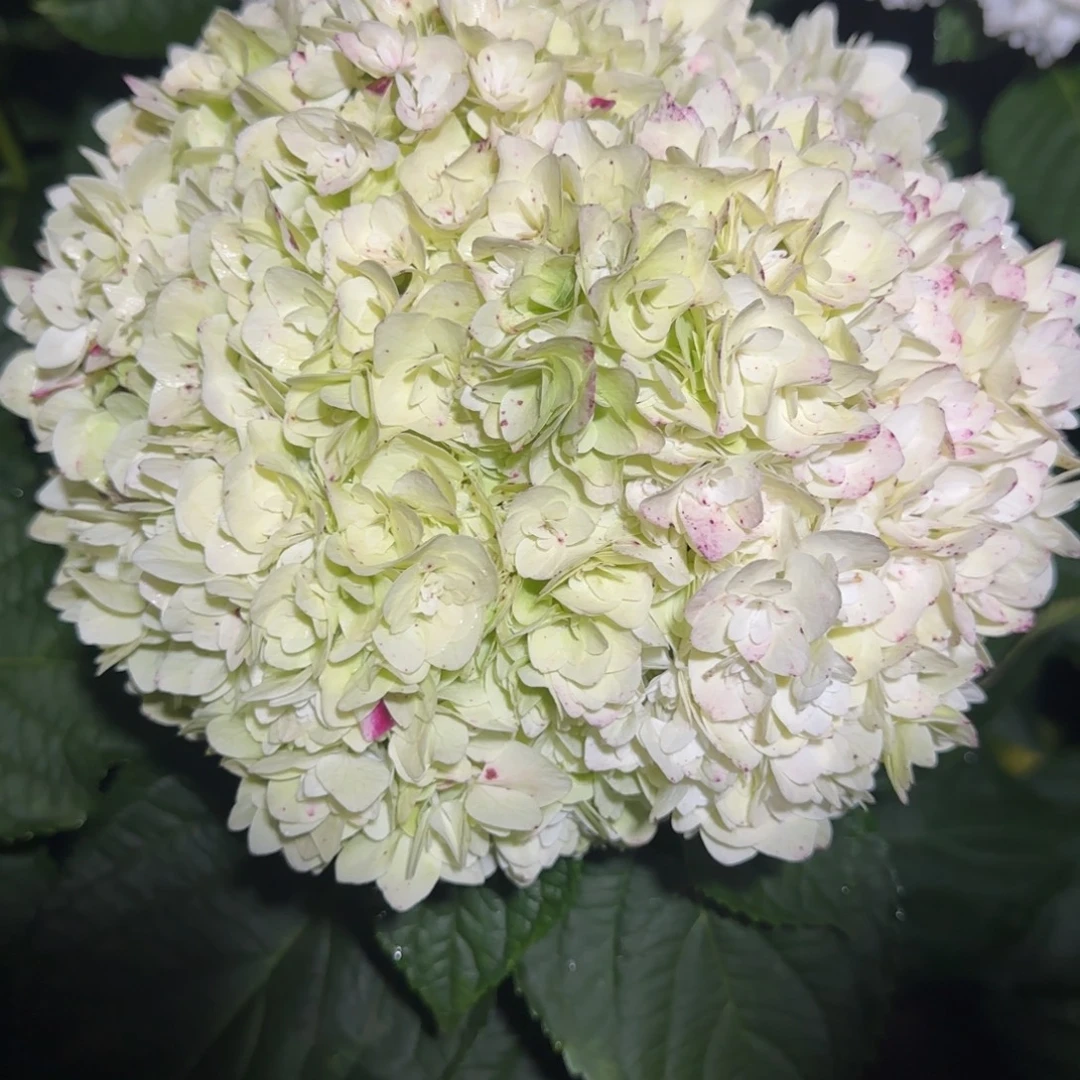 大部分花苞少量开放158