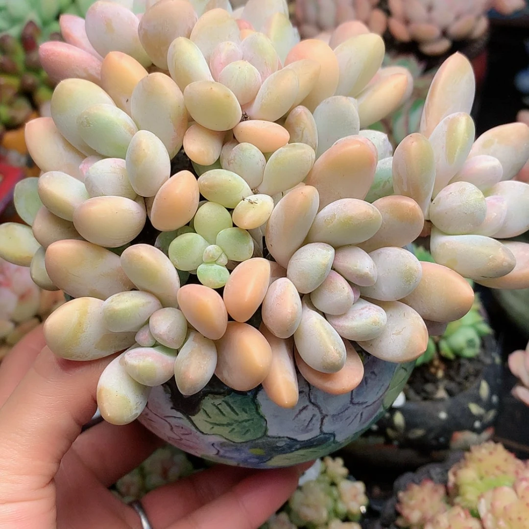 【闪购商品】彩虹糖