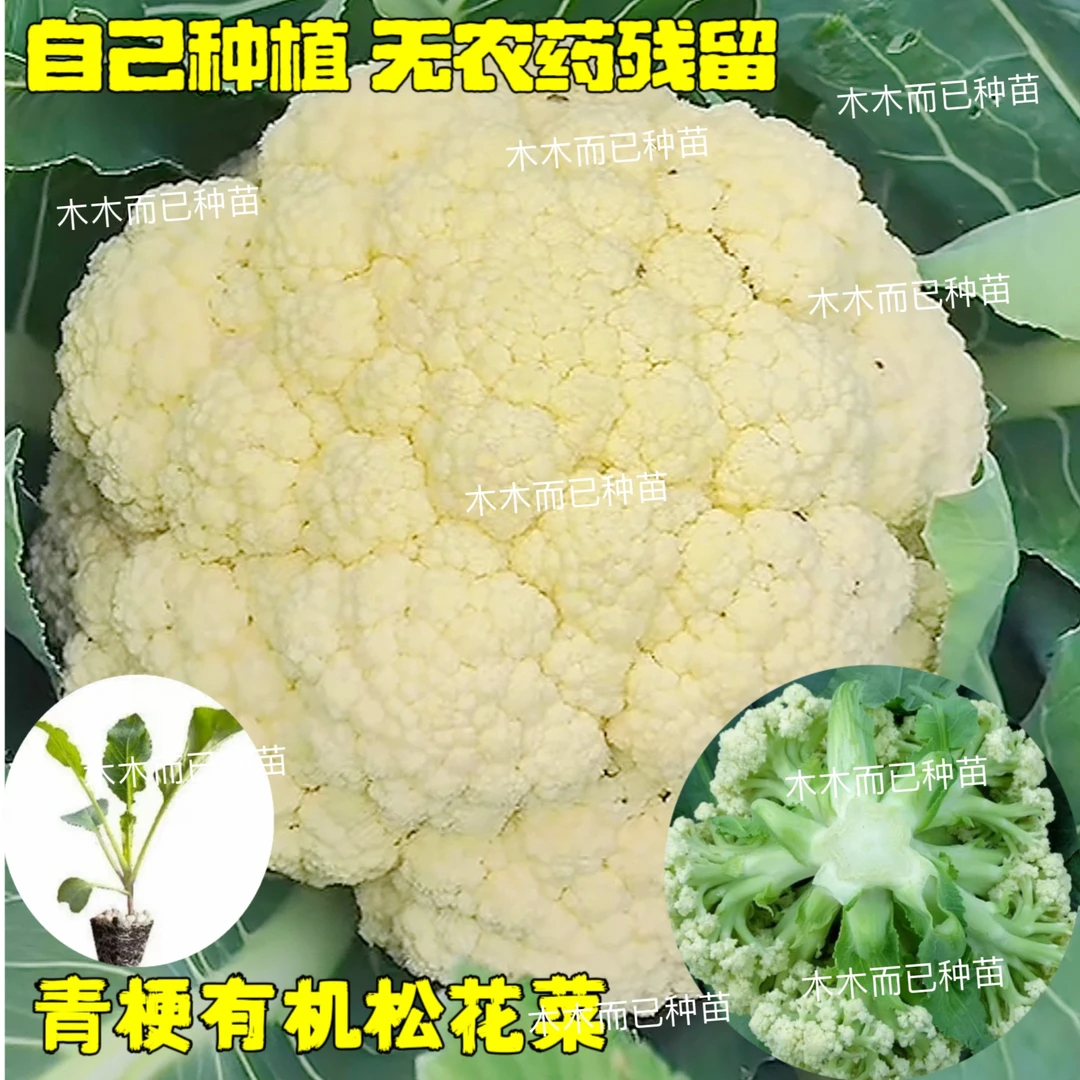 有机花菜松花菜苗青梗松花菜苗菜花苗西兰花苗蔬菜苗包菜莴笋耐寒