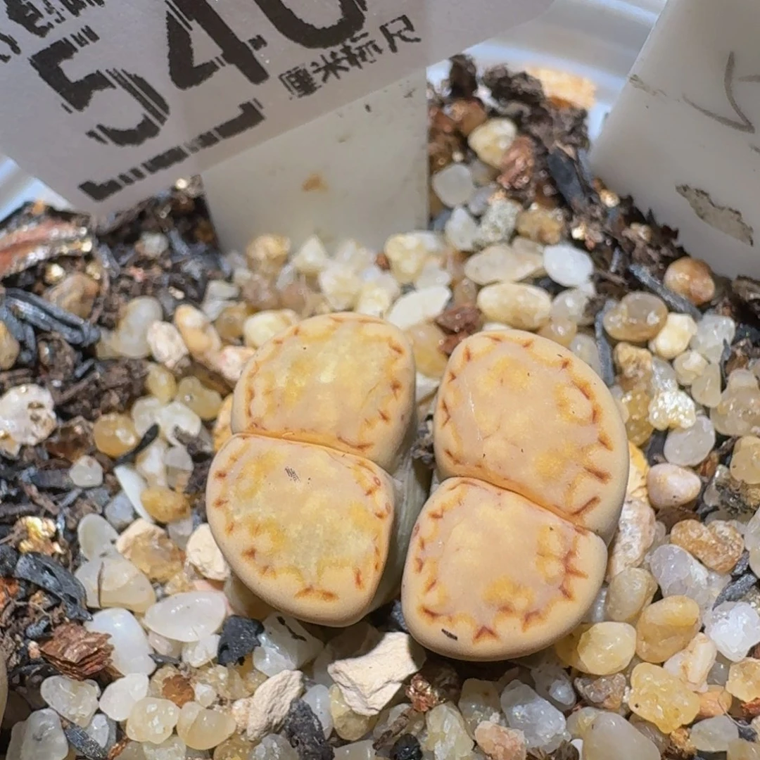 zzzzz精品生石花540
