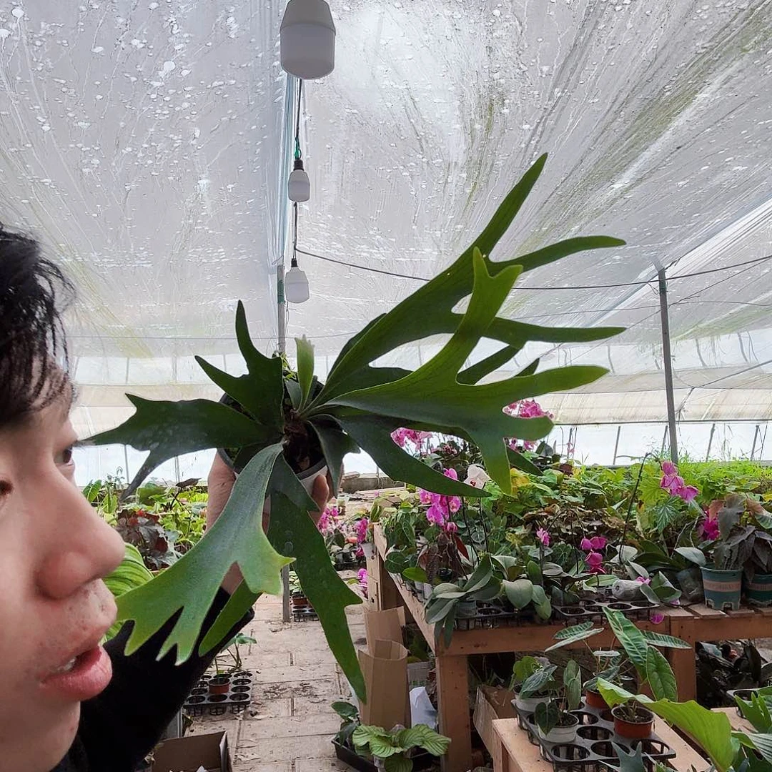 完全开放二歧鹿角蕨一棵超牛
