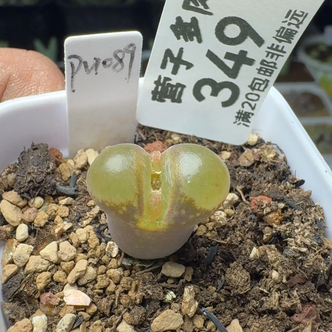 硅鱼粉。         带盆土。