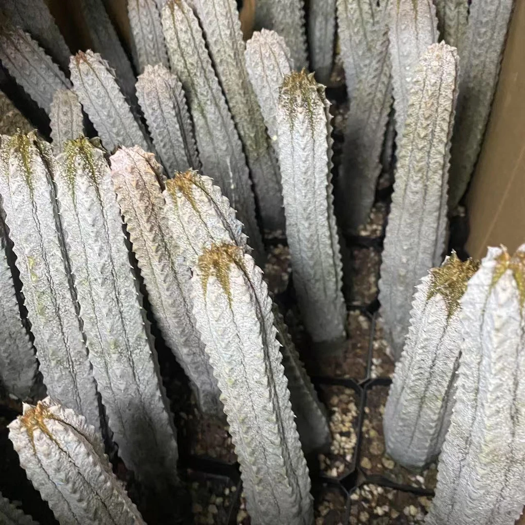 亚迪麒麟水泥柱 仙人球植物基地直发货 新手好养 室内外办公室