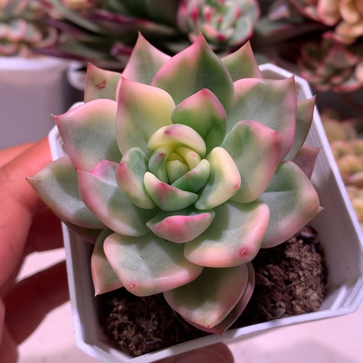 不知名东云腹轮锦