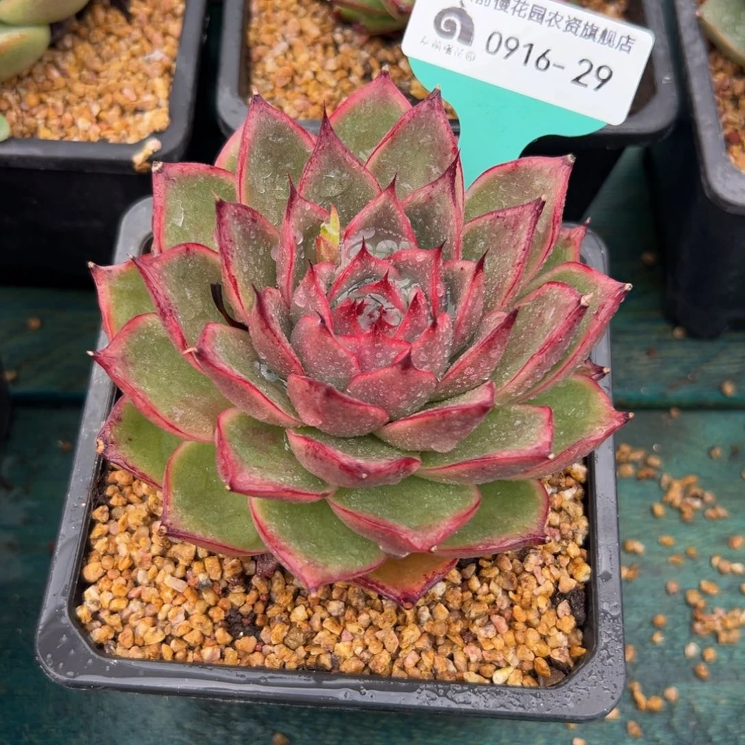 多肉一物一拍0916-29