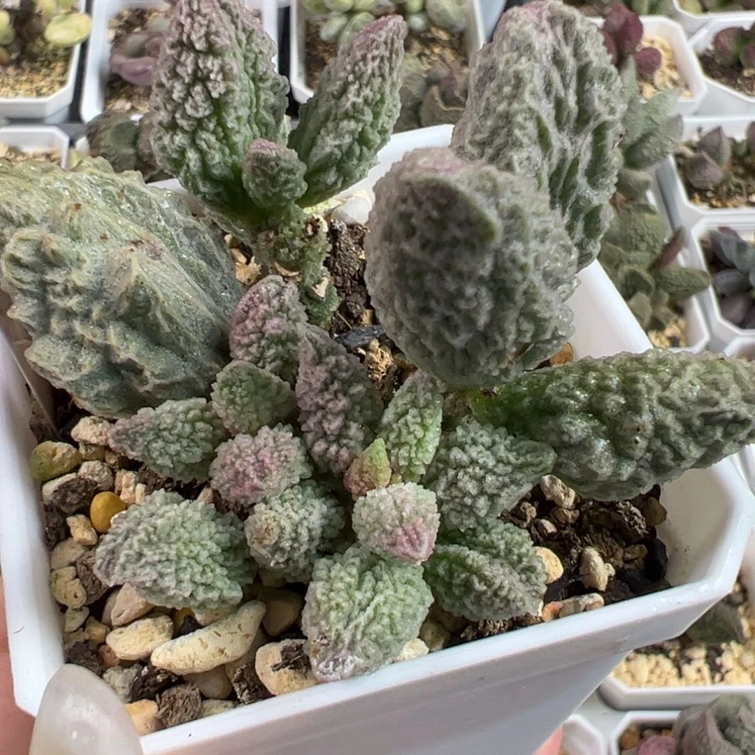 甘蓝多头纯木质桩多肉植物水泡