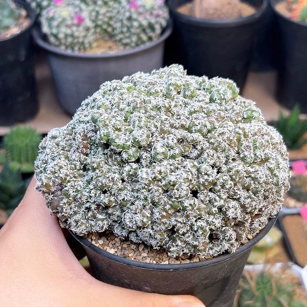 长城丸娇丽石化群一颗