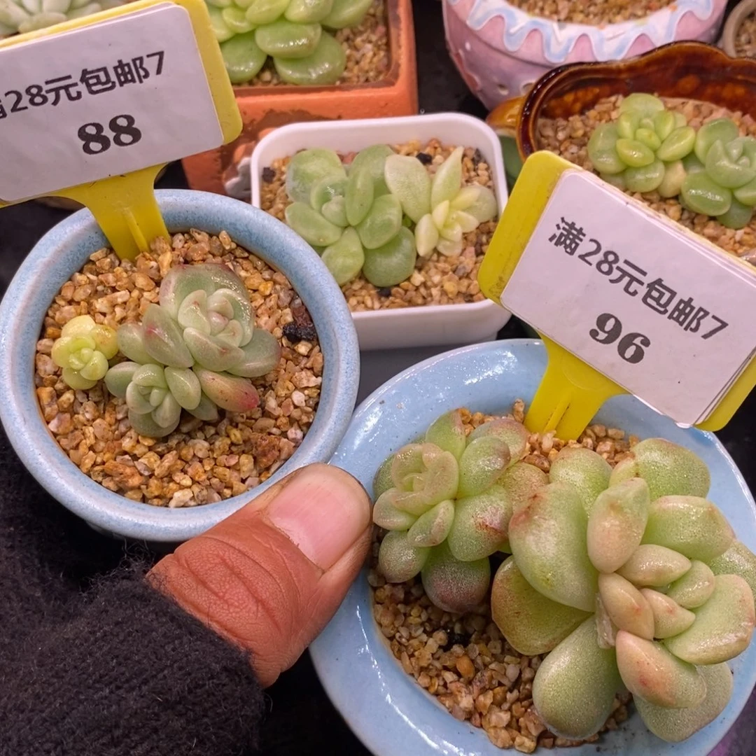 788.796冰玉锦两个
