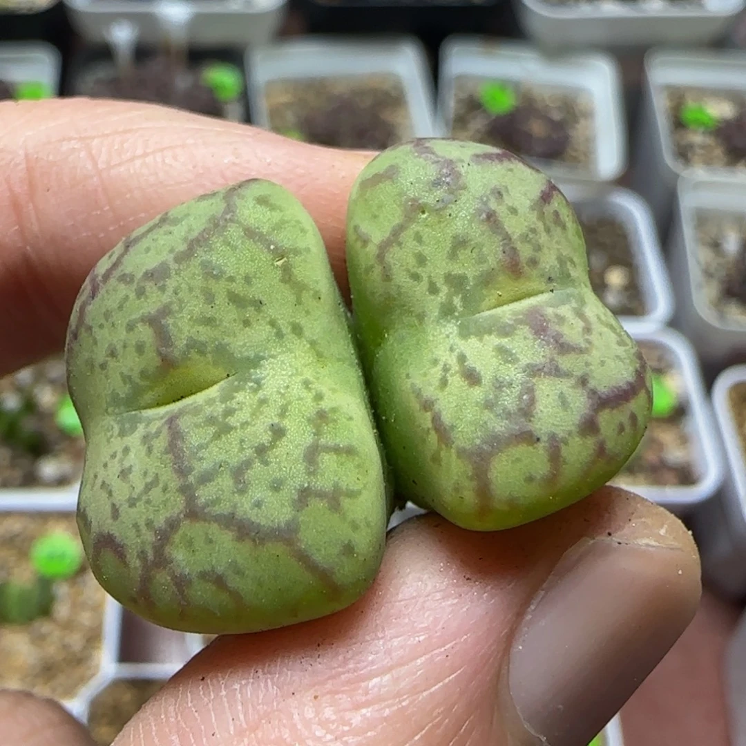巨无霸杂交多肉植物392