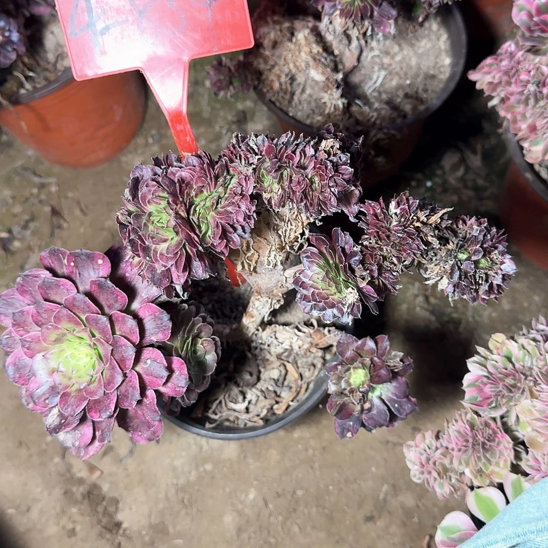 4-854舞天姬缀化多肉